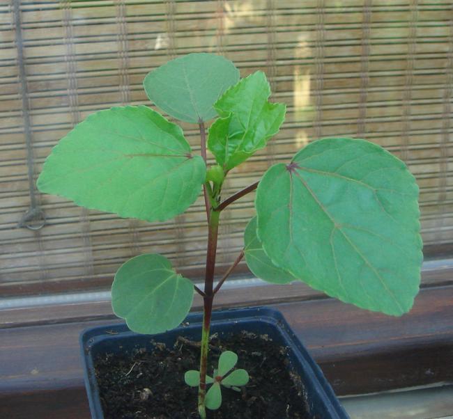 Name:  Hibiscus Sabdariffa 1.jpg
Views: 1552
Size:  50.7 KB