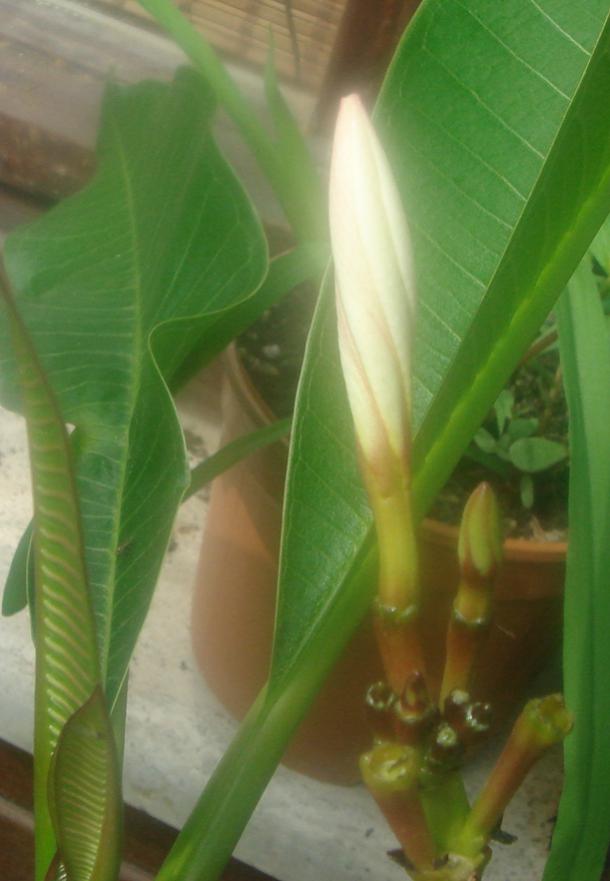 Name:  plumeria 1.jpg
Views: 1307
Size:  47.1 KB
