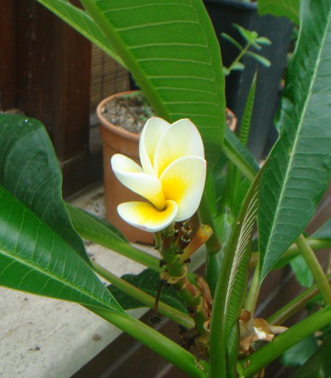 Name:  plumeria 4.jpg
Views: 1278
Size:  55.2 KB
