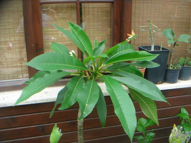 Name:  plumeria 5.jpg
Views: 1301
Size:  52.3 KB