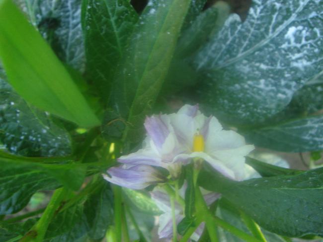 Name:  Pepino 1.jpg
Views: 1291
Size:  34.8 KB