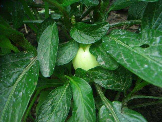Name:  Pepino 3.jpg
Views: 1316
Size:  49.2 KB