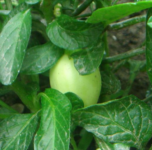 Name:  Pepino 4.jpg
Views: 1306
Size:  38.6 KB