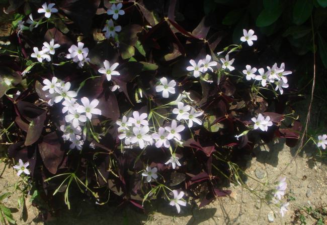 Name:  oxalis.jpg
Views: 1298
Size:  59.1 KB