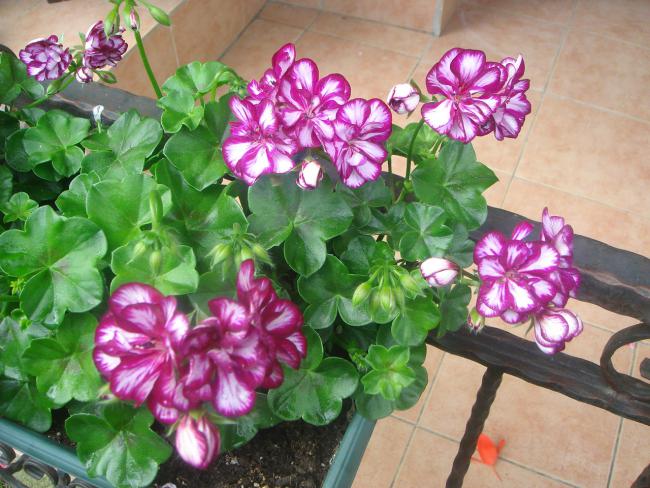 Name:  Sardunya 1.jpg
Views: 1634
Size:  63.4 KB