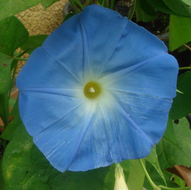 Name:  Sabah 5.jpg
Views: 1408
Size:  42.3 KB