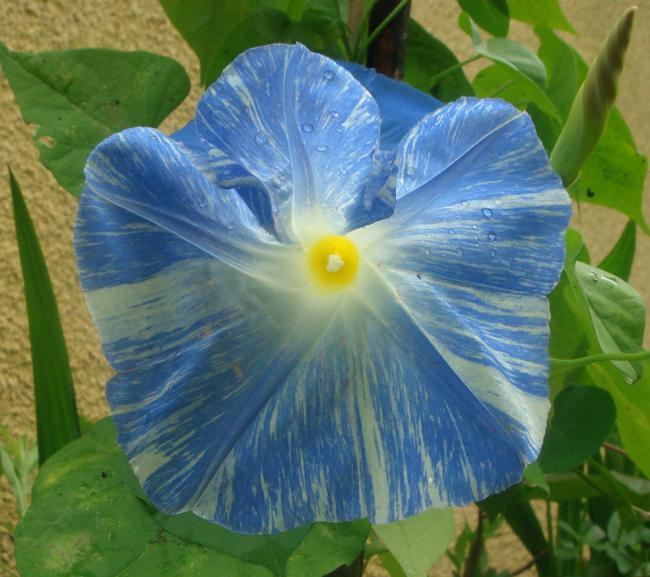 Name:  Sabah 7.jpg
Views: 1375
Size:  54.4 KB