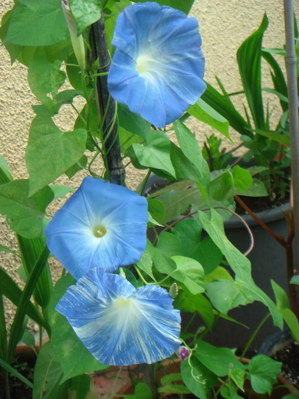 Name:  Sabah 8.jpg
Views: 1362
Size:  72.9 KB