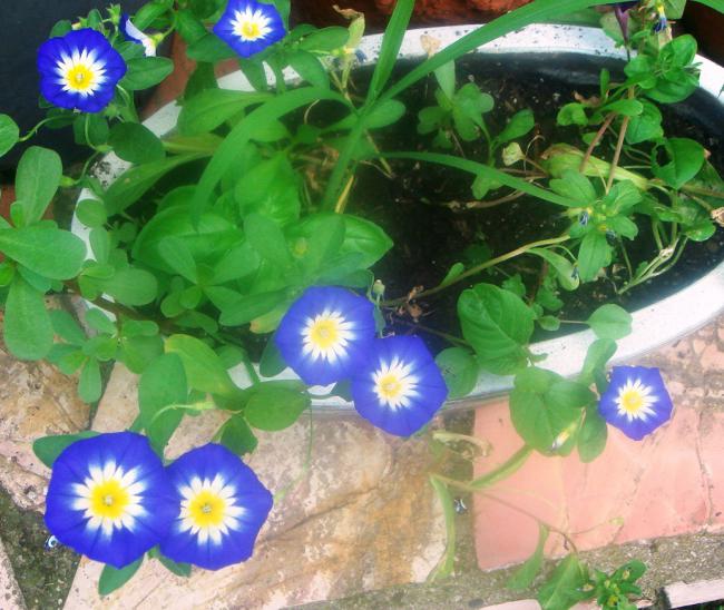 Name:  Sabah 2.jpg
Views: 1380
Size:  63.5 KB