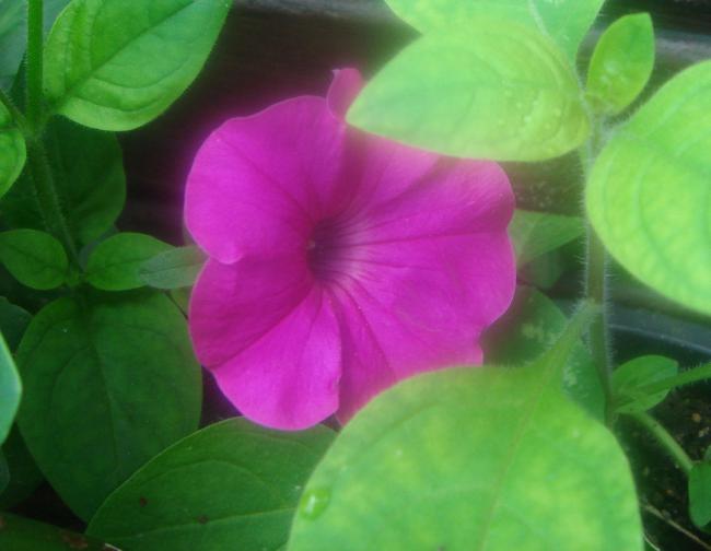 Name:  Petunya 1.jpg
Views: 1353
Size:  29.9 KB