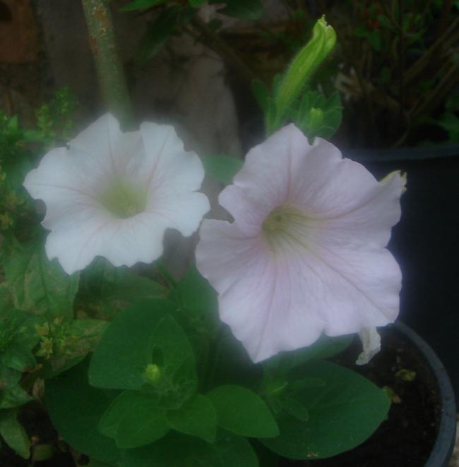 Name:  Petunya 2.jpg
Views: 1323
Size:  30.5 KB