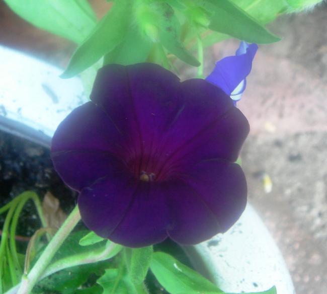 Name:  Petunya 3.jpg
Views: 1313
Size:  32.2 KB
