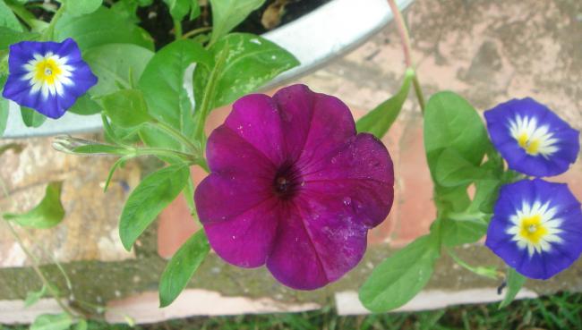 Name:  Petunya 5.jpg
Views: 1354
Size:  35.6 KB
