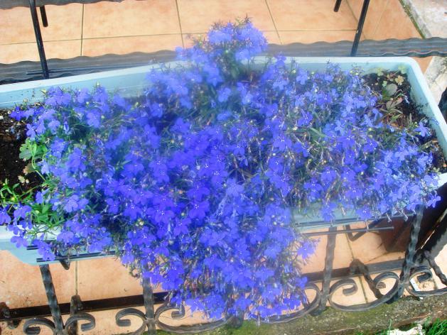 Name:  Lobelya 1.jpg
Views: 3004
Size:  70.5 KB