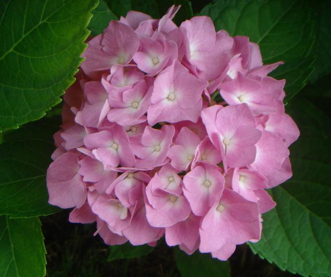 Name:  Ortanca 2.jpg
Views: 1440
Size:  42.0 KB