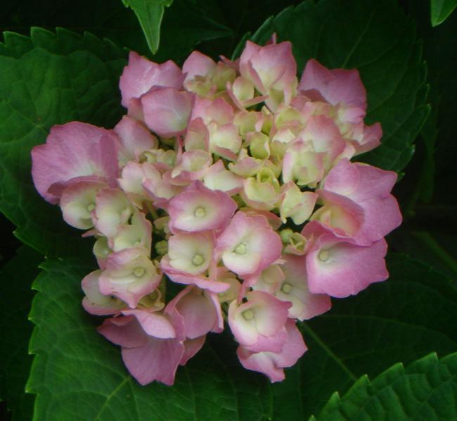 Name:  Ortanca 3.jpg
Views: 1379
Size:  41.8 KB