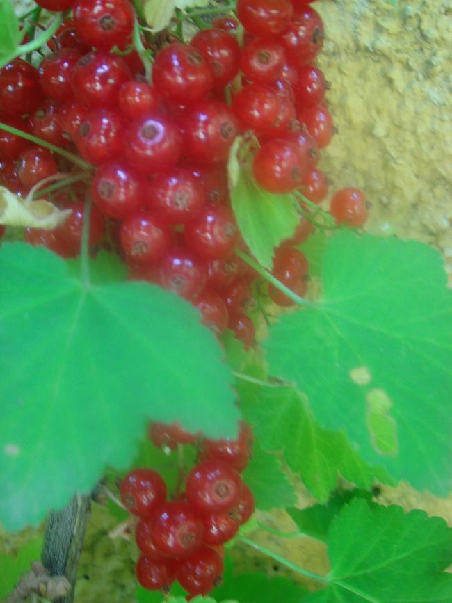 Name:  Frenk 1.jpg
Views: 1302
Size:  54.6 KB