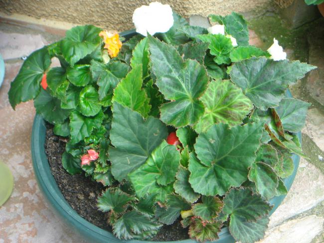 Name:  Begonia 1.jpg
Views: 1313
Size:  63.1 KB