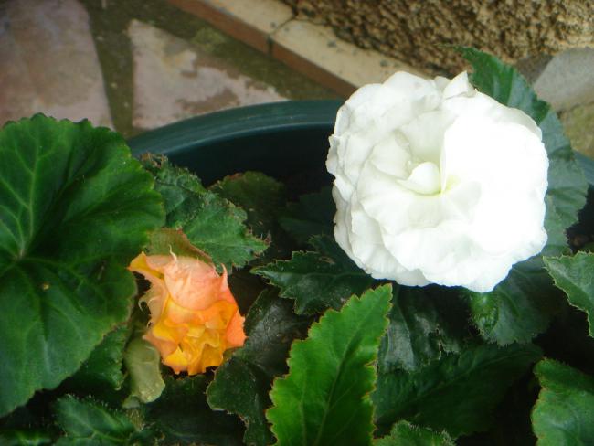 Name:  Begonia 2.jpg
Views: 1267
Size:  40.4 KB