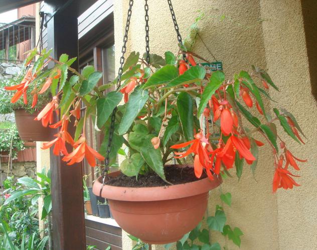 Name:  Begonia Million Kisses 1.jpg
Views: 1390
Size:  69.9 KB