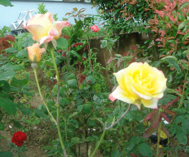 Name:  Gl 9.jpg
Views: 1328
Size:  70.2 KB