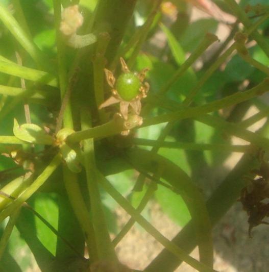 Name:  Avakado 2.jpg
Views: 1329
Size:  29.7 KB