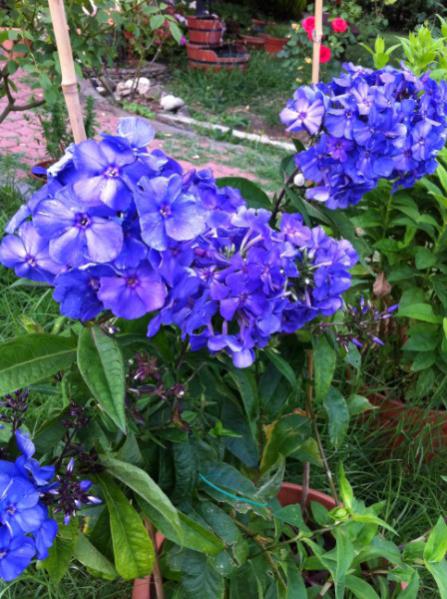 Name:  IMG_0262 (448 x 600).jpg
Views: 700
Size:  59.7 KB