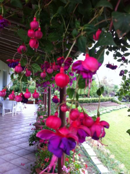 Name:  IMG_0290 (448 x 600).jpg
Views: 1056
Size:  50.0 KB