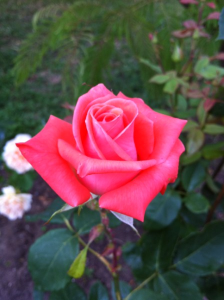 Name:  IMG_0275 (448 x 600).jpg
Views: 707
Size:  50.5 KB