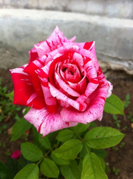 Name:  IMG_0278 (448 x 600).jpg
Views: 674
Size:  62.1 KB