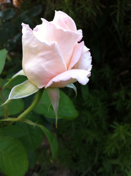 Name:  IMG_0284 (448 x 600).jpg
Views: 717
Size:  40.6 KB