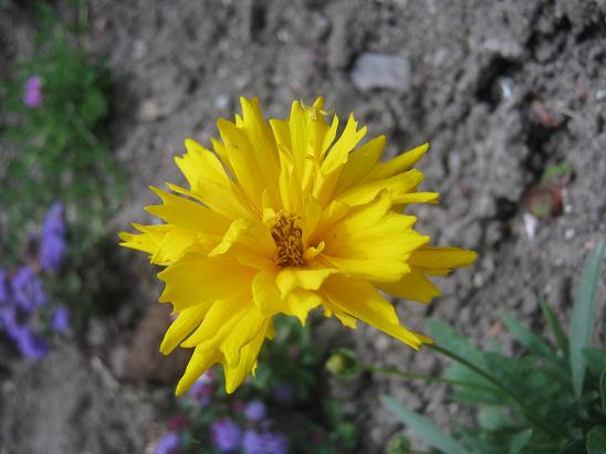 Name:  coreopsis grandiflora.JPG
Views: 1122
Size:  44.8 KB
