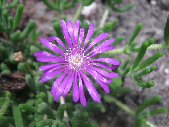 Name:  delosperma cooperi.JPG
Views: 1164
Size:  49.3 KB