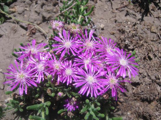 Name:  delosperma.jpg
Views: 1140
Size:  56.2 KB