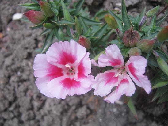 Name:  godetia.JPG
Views: 1163
Size:  49.8 KB