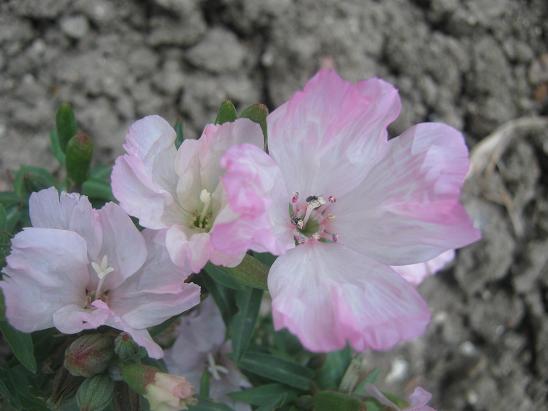 Name:  godetia 1.JPG
Views: 974
Size:  42.2 KB