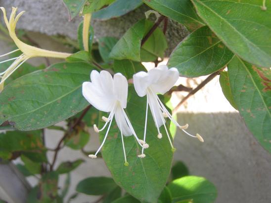 Name:  hanmeli 1.JPG
Views: 1439
Size:  45.8 KB