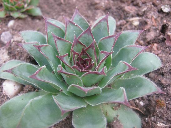 Name:  sempervivum.JPG
Views: 1054
Size:  55.6 KB