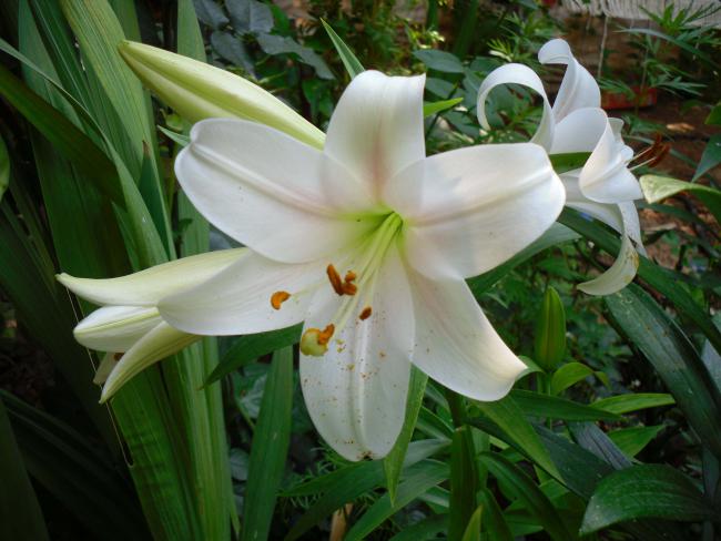 Name:  SDC12358 copy.jpg
Views: 774
Size:  46.3 KB