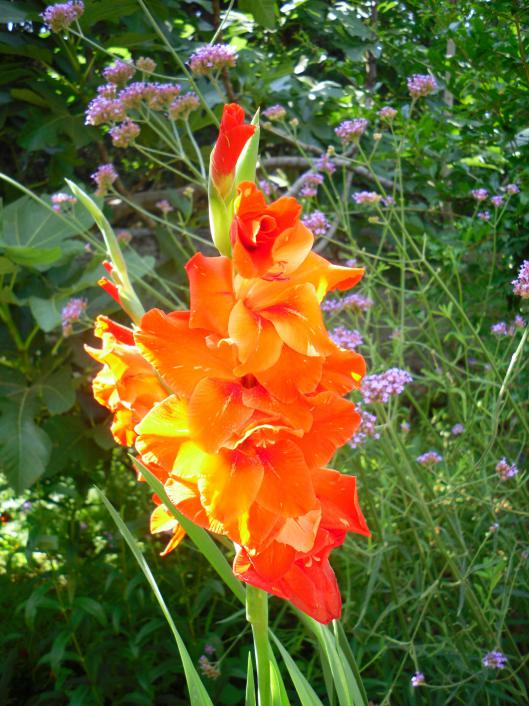 Name:  SDC12359 copy.jpg
Views: 767
Size:  78.1 KB