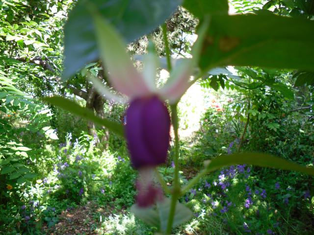 Name:  SDC12360 copy.jpg
Views: 798
Size:  69.5 KB