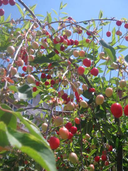 Name:  vine.jpg
Views: 885
Size:  56.6 KB
