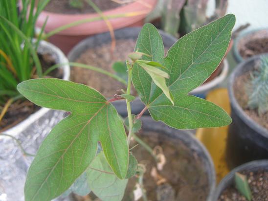 Name:  pasiflora.JPG
Views: 905
Size:  46.3 KB