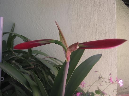 Name:  amaryllis.JPG
Views: 1223
Size:  41.4 KB