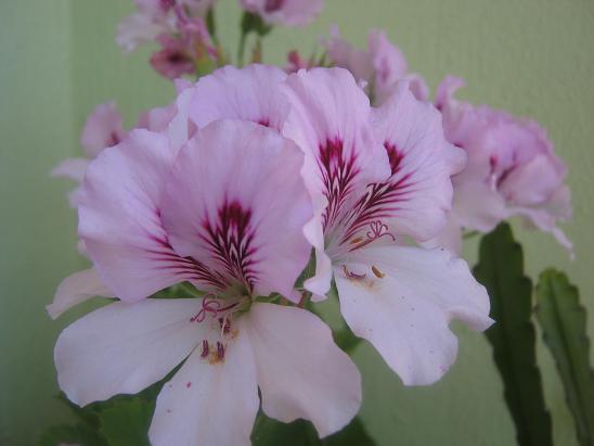 Name:  ceylan 1.JPG
Views: 839
Size:  35.6 KB