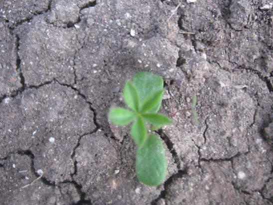 Name:  lupin.jpg
Views: 869
Size:  51.4 KB