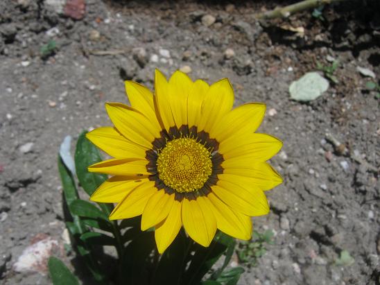 Name:  gazanya1.JPG
Views: 829
Size:  53.6 KB