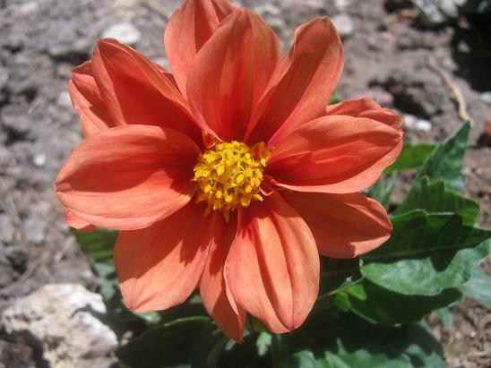 Name:  dahlia.JPG
Views: 854
Size:  49.6 KB