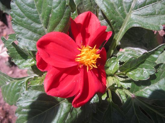 Name:  dahlia1.JPG
Views: 832
Size:  61.2 KB