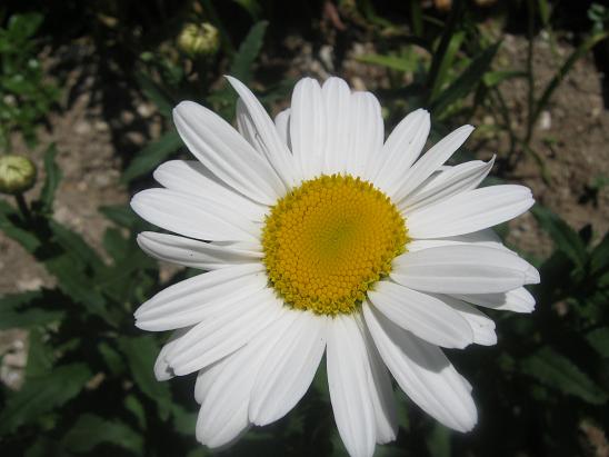Name:  papatya.JPG
Views: 884
Size:  44.8 KB